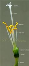  Flower with perianth lobes removed